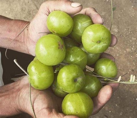 A Grade Pan India Amla Fruit Packaging Size Kg Packaging Type