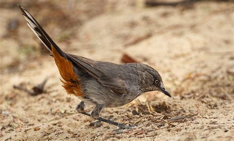 Birds of the Kalahari - Simons Birding Blog