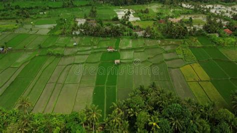 Aerial View Of Green Paddy Fields And Coconut Palm Trees Organic Rice