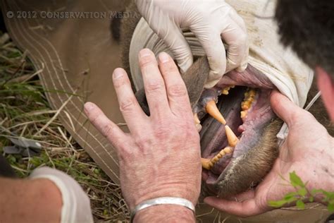 Examining Grizzly Bear Teeth