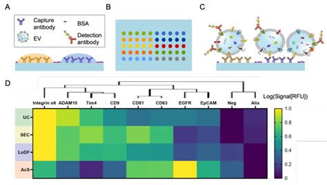 Antibody Microarray Based Profiling Of Protein Expression Of Evs