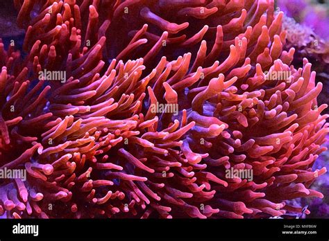 Sherman Rose Bubble Tip Anemone Stock Photo Alamy