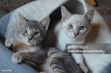 245 Tabby Siamese Stock Photos, High-Res Pictures, and Images - Getty Images