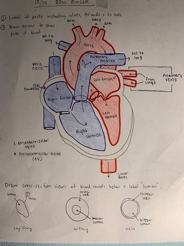 Chapter 6 Human Physiology Flashcards Quizlet