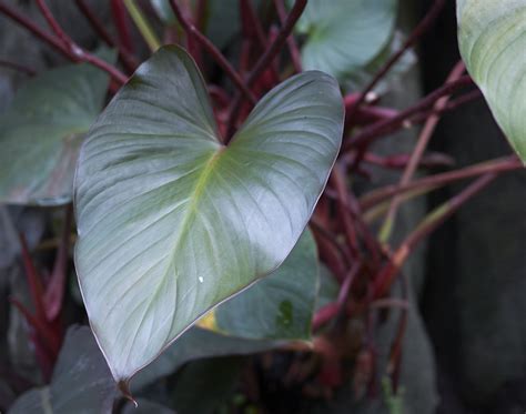 Philodendron Erubescens Blushing Philodendron Care Guide