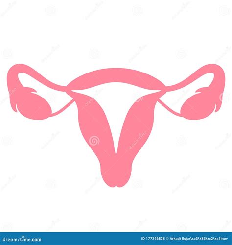 Uterus Vector Medical Icon Cartoondealer