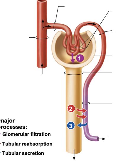 Uncoiled Nephron Diagram Quizlet