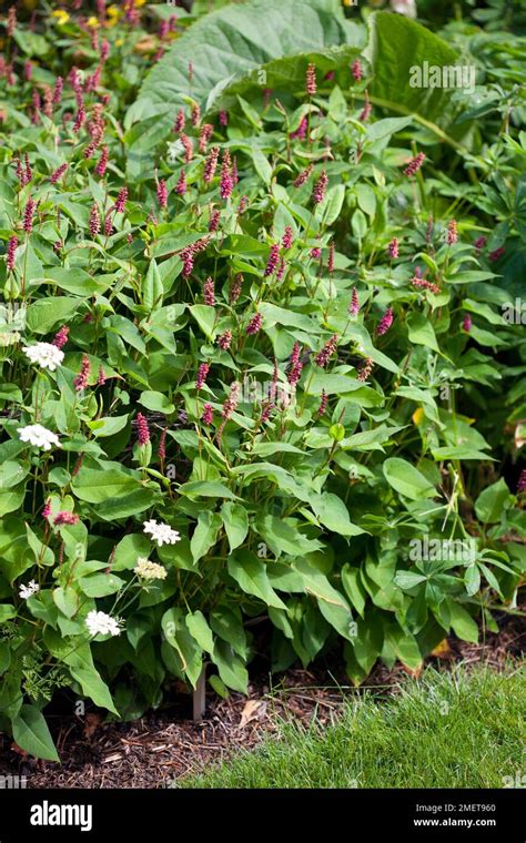 Persicaria Amplexicaulis Inverleith Stock Photo Alamy