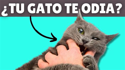 10 señales de que tu gato TE ODIA YouTube