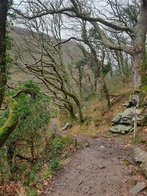 A Beautiful Springtime Woodland Walk Stock Photo Image Of Growing