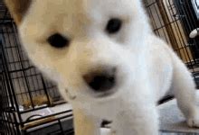 Dog Kiss Pomeranian GIF - Dog kiss Pomeranian Pomeranian Kiss - Discover & Share GIFs