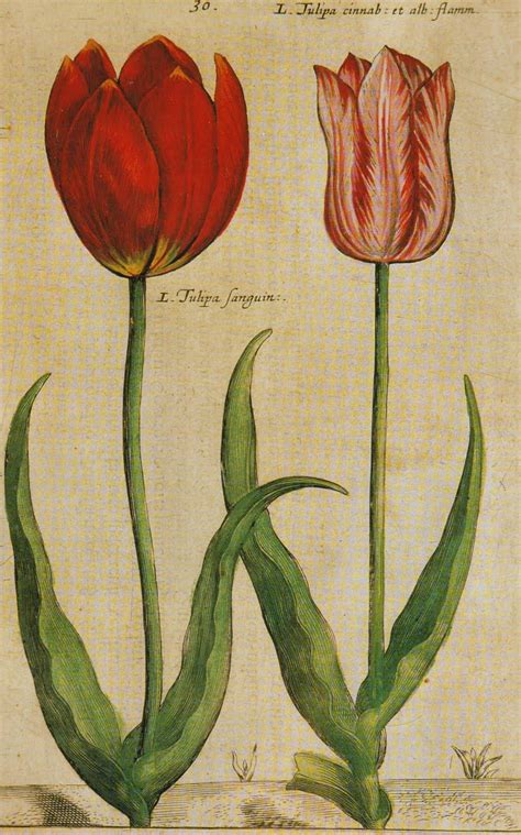 Tulip Botanical Illustration