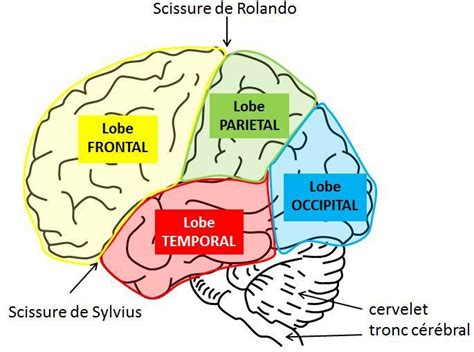 Lobes cérébraux profSVT OEHMICHEN