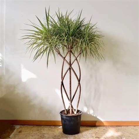 Dragon Tree Dracaena Marginata Indoor Care Guide Plantcarefully