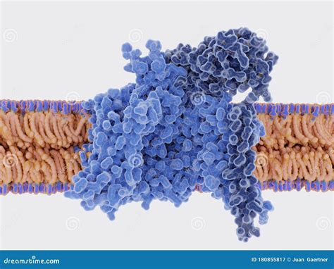 The Voltage-gated Sodium Channel Transporting Sodium Ions Through A Cell Membrane Stock ...