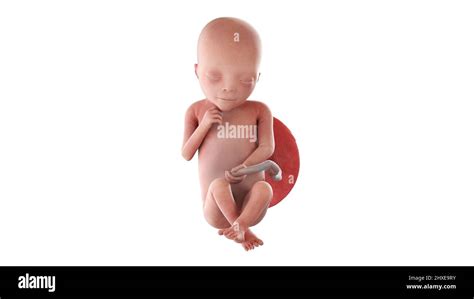 Human foetus at week 19, illustration Stock Photo - Alamy