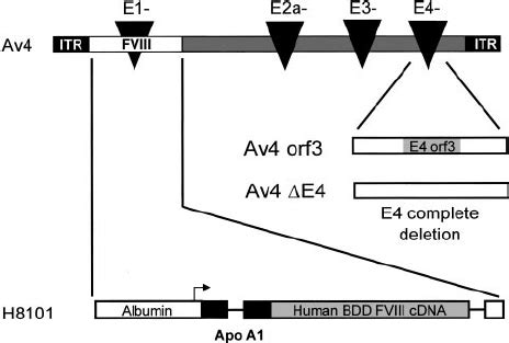 Schematic Representation Of Av Adenoviral Vectors The Third