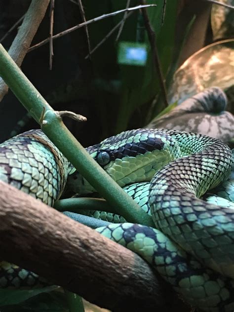 Met This Handsome Fellow At The Houston Zoo Not Quite Sure On His Id