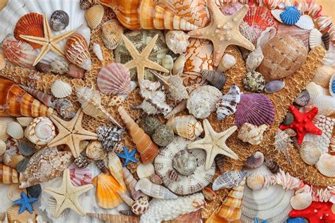 Sea shell background Stock Photo by ©belchonock 112219506