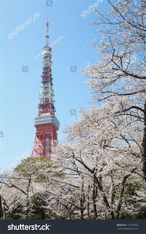 Tokyo Tower Cherry Blossom Time Stock Photo 133158935 | Shutterstock