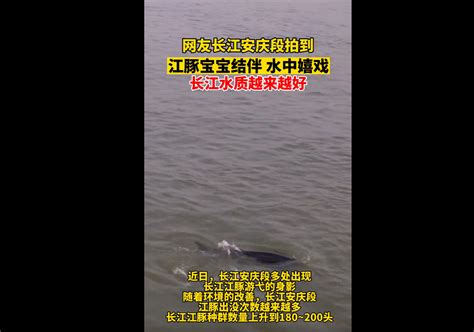 超10头！长江安庆段发现江豚群，已成当地生态名片！会鱼满为患吗 哔哩哔哩