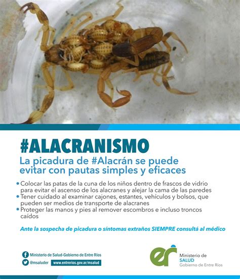 Recomiendan acciones para prevenir las picaduras de alacranes y arañas