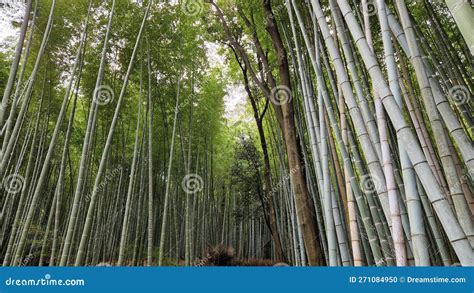 Kyoto Famous Bamboo Forest Colors Stock Photo - Image of sunlight, grove: 271084950