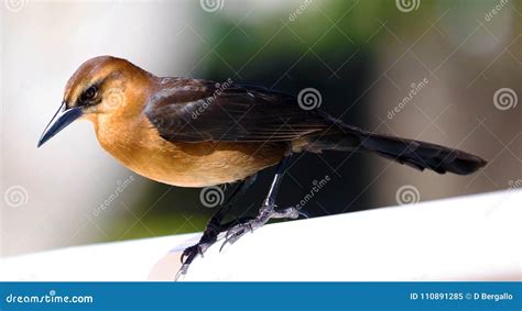 Boat Tailed Grackle Passerine Bird Beach Avian Of South Florida Miami Stock Image Image Of