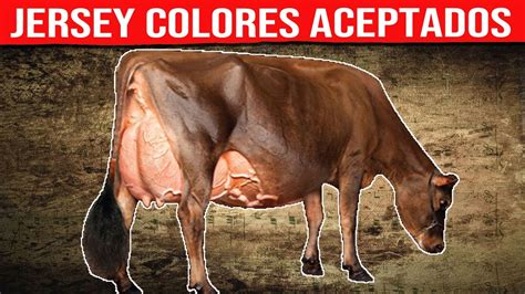 JERSEY LECHERO Colores Aceptados Vacas Lecheras YouTube