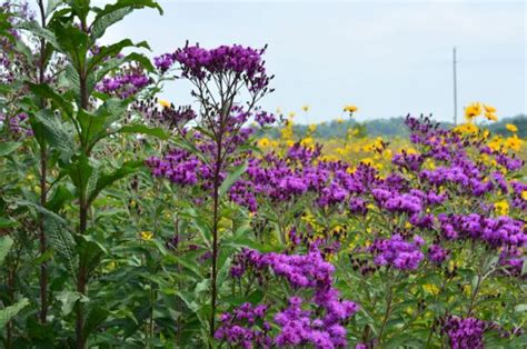 Vernonia Gigantea Tall Ironweed Prairie Moon Nursery Vernonia Moon