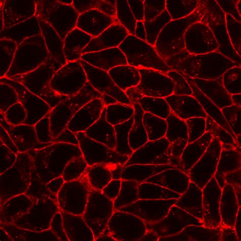 Cellbrite™ Fix Membrane Stains Atlantis Bioscience Pte Ltd