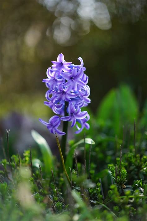 Hyacinthus (Hyacinth) – A to Z Flowers