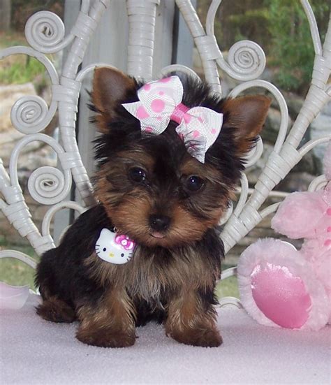 Yorkshire Terrier Puppies For Sale Springfield Mo