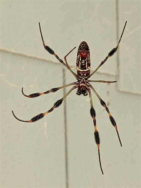 Trichonephila Clavipes - Banana Spider - USA Spiders