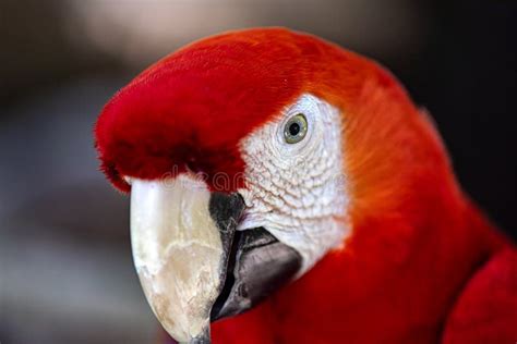 Beautiful Specimen Of Red Parrot Also Known As Red Macaw Of The Mexican