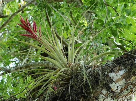 Plantas AÉreas Tipos Nombres Y Cuidados