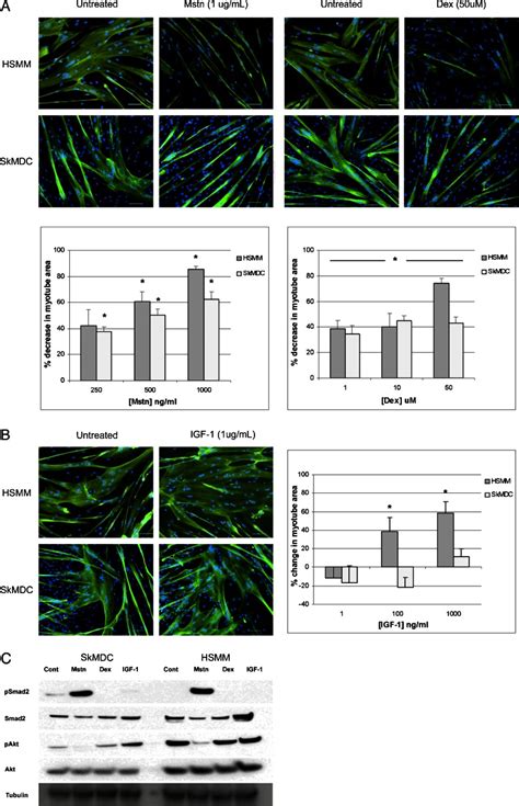 Induction Of Atrophy And Hypertrophy In HSMM And SkMDC Myotubes A