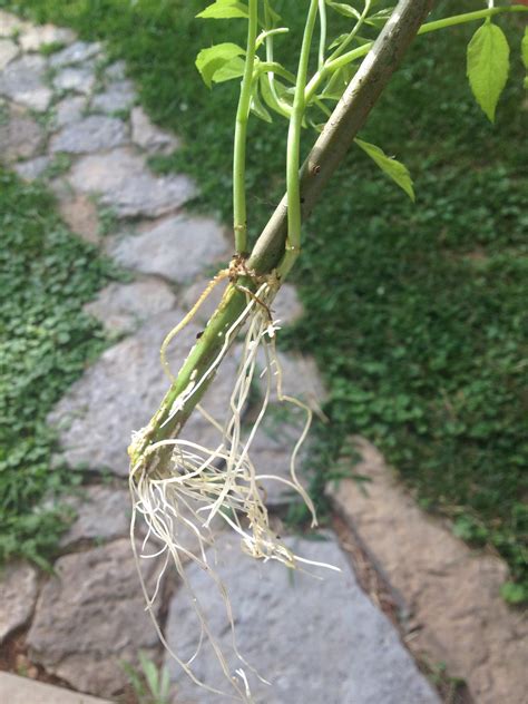 Elderberries Sambucus Spp Edible Wild Plant Info