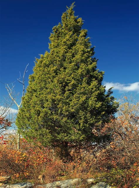 Eastern Redcedar | Medium Tree Seedling – SequoiaTrees.com