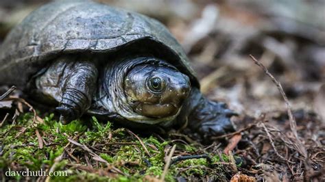 Eastern Mud Turtle Reptiles And Amphibians Of Ninety Six National