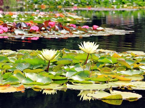 Revitalise Your Pond Best Oxygenating Plants For Clearer Waters