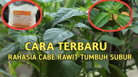 Rahasia Tanaman Cabe Rawit Tumbuh Subur Dan Lebat Youtube