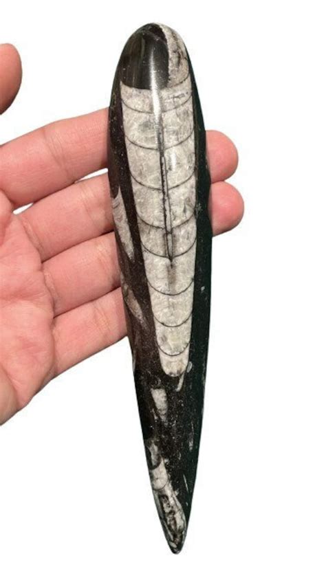 Genuine Black Orthoceras Fossil Large Orthoceras Polished Etsy