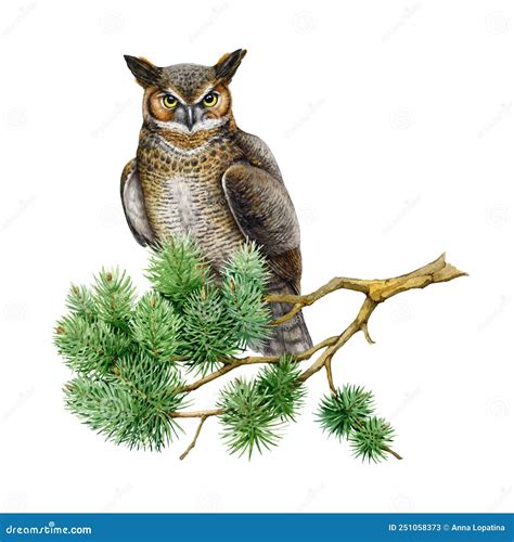 Great Horned Owl On The Pine Branch Watercolor Illustration Bubo