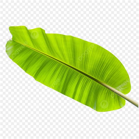 Banana Leaf PNG, Vector, PSD, and Clipart With Transparent Background for Free Download | Pngtree