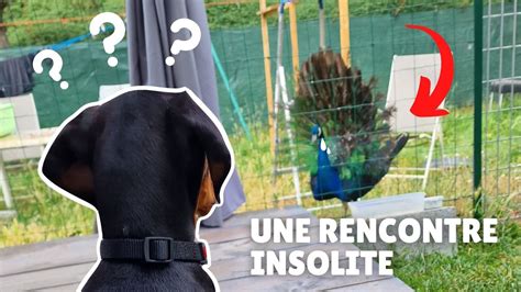 Dobermann Qui Rencontre Plein D Animaux Socialisation Pour Teacup 2