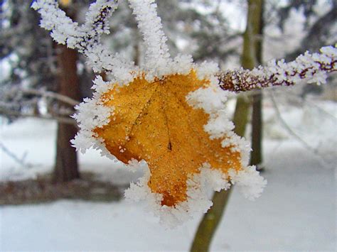 Still Holding On Frosted Maple Leafin Back Yard Smithsonian Photo