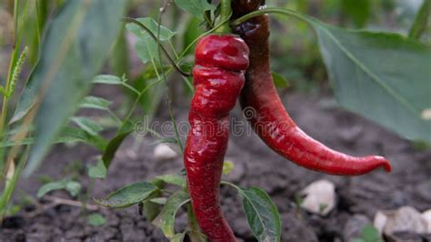 Chili Peppers are Growing in the Garden. Immature Peppers are Ripen ...