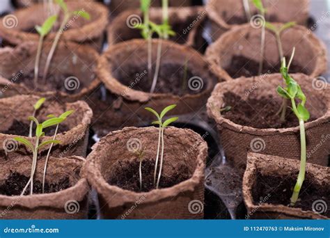 The First Spring Sprout Is A Non Opening Bud Stock Image Image Of