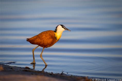 African Jacana Burrard Lucas Photography